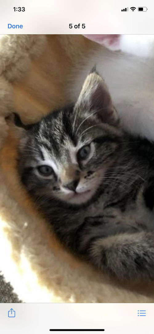 Ms Tabby Blue