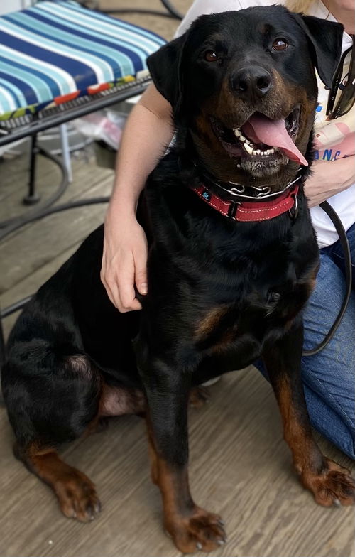 Bubba-adoption pending