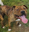 Porkchop - pending adoption