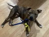 Porkchop - pending adoption
