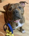 Porkchop - pending adoption
