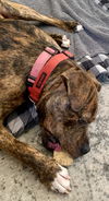 Porkchop - pending adoption