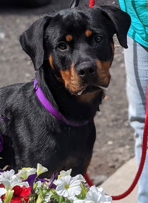 Roxy