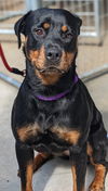 Roxy