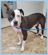 Brandt-PENDING adoption
