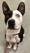 Brandt-PENDING adoption