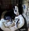 Brandt-PENDING adoption
