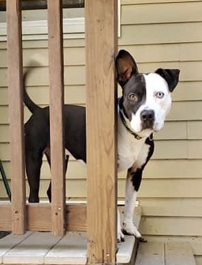 Brandt-PENDING adoption
