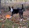Brandt-PENDING adoption
