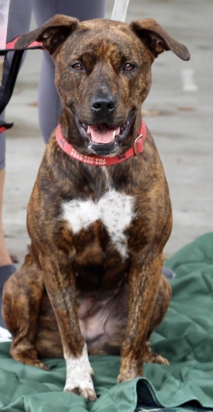 Bella