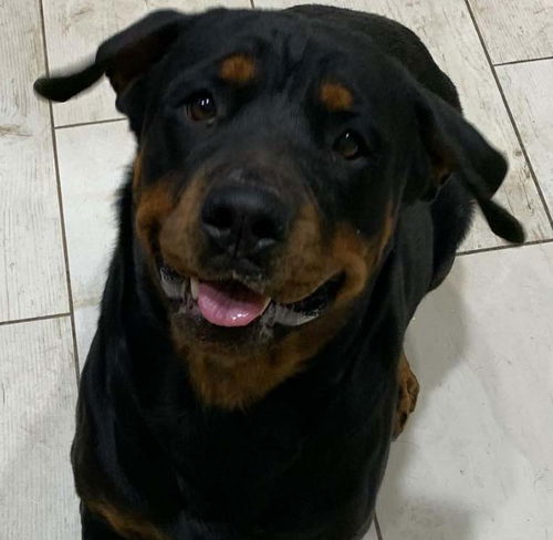 Vixen the Rott'n