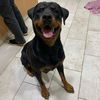 Vixen the Rott'n