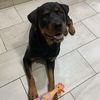 Vixen the Rott'n