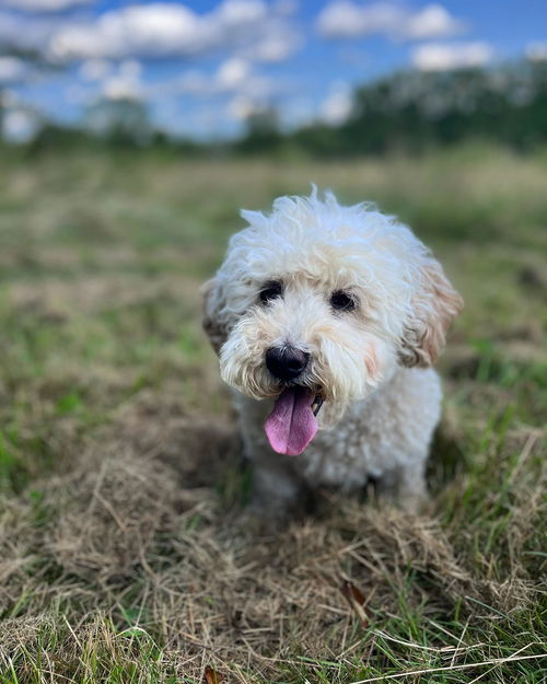 Bo