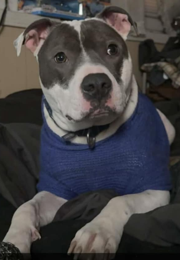 adoptable Dog in Townsend, MA named Niles