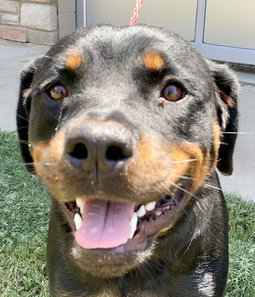 Bella - Foster Needed