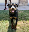 Bella - Foster Needed