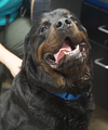 Bruce