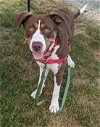 adoptable Dog in , NH named Buddy
