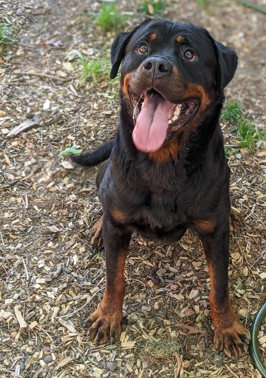 Dog for Adoption - Emmy Lou - Courtesy Post, a Rottweiler in Rochester ...