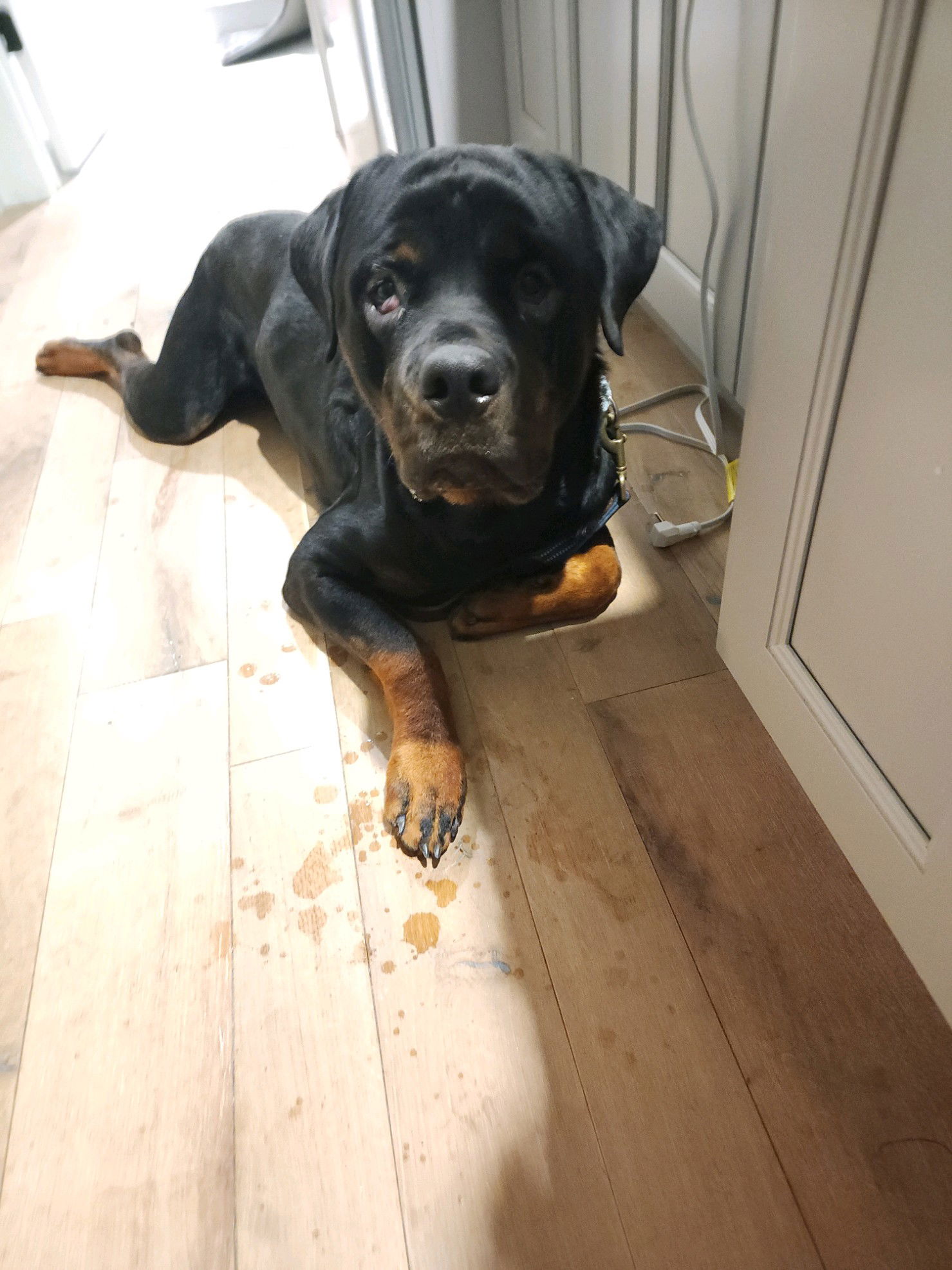 Dog For Adoption - B-Bob, A Rottweiler In Littleton Common, MA | Alpha Paw