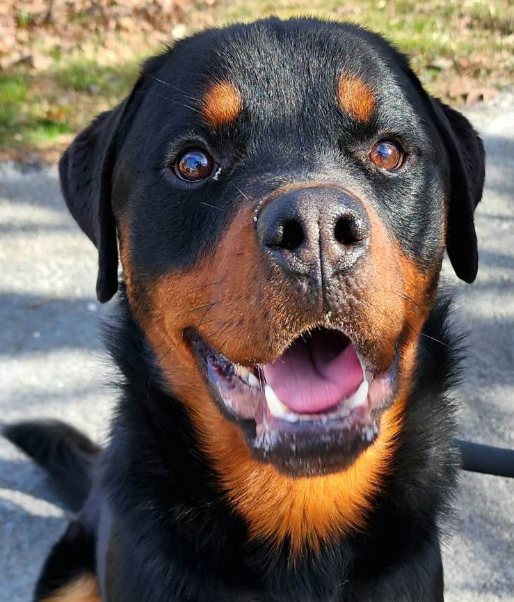 Dog for Adoption - Chico, a Rottweiler in Rochester, NH | Alpha Paw