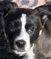 adoptable Dog in , VT named Etta