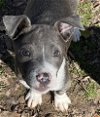 adoptable Dog in , VT named Sundance