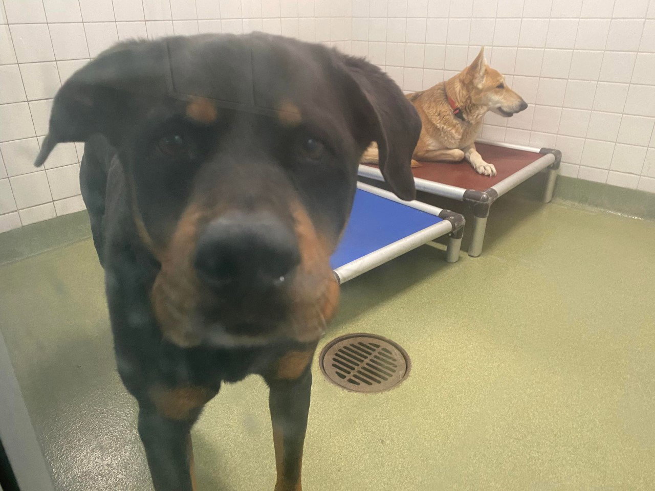 Dog for Adoption Mister, a Rottweiler in Pelham, NH Alpha Paw