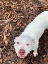adoptable Dog in , NH named Anya - Foster Needed