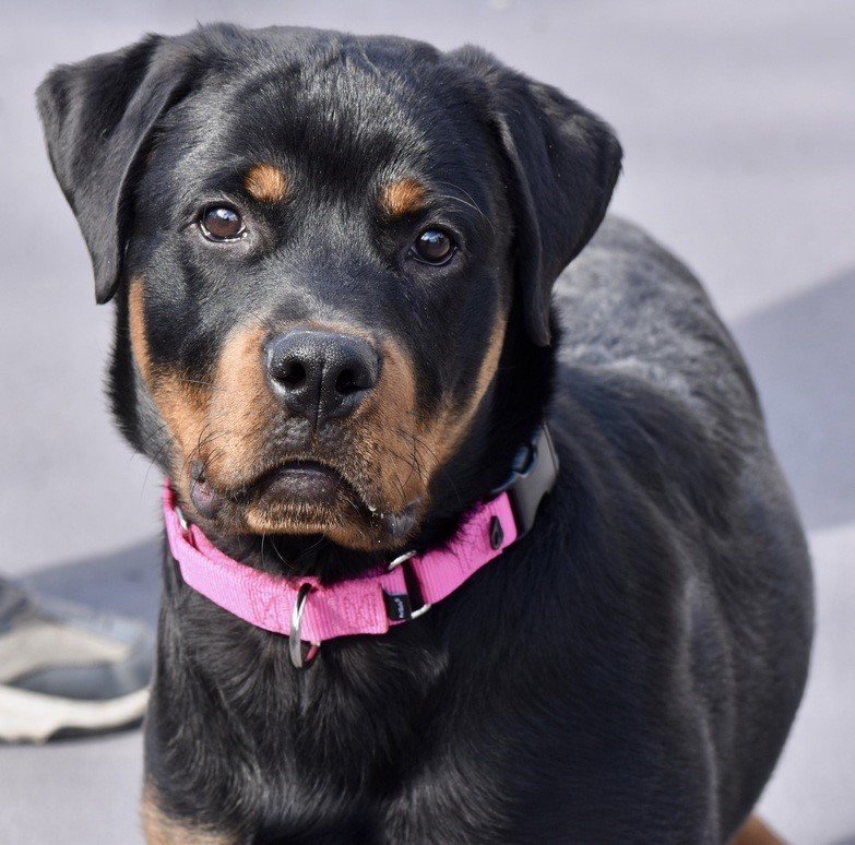 adoptable Dog in Hillsborough, NH named Samson