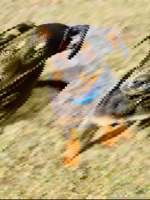 Duke