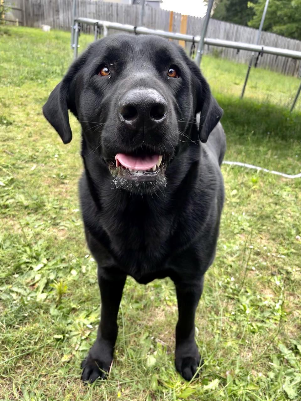 Dog for Adoption - Annakin, a Labrador Retriever in Strafford County ...