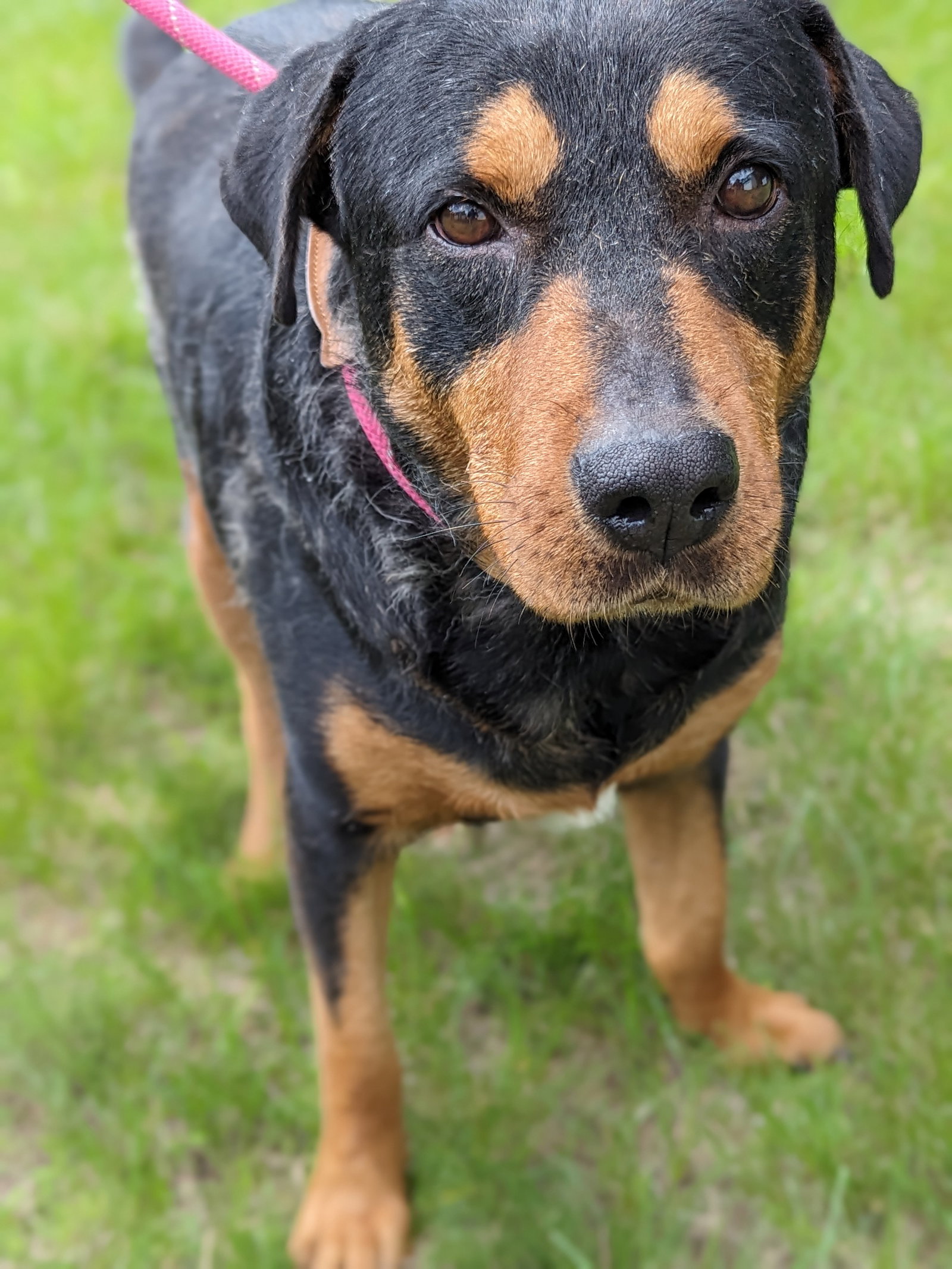 Dog for Adoption - Coco, a Rottweiler in Greenfield, NH | Alpha Paw