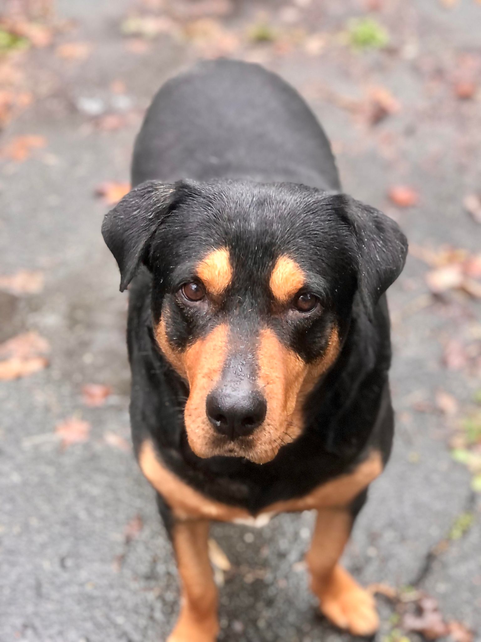 Dog for Adoption - Coco, a Rottweiler in Greenfield, NH | Alpha Paw