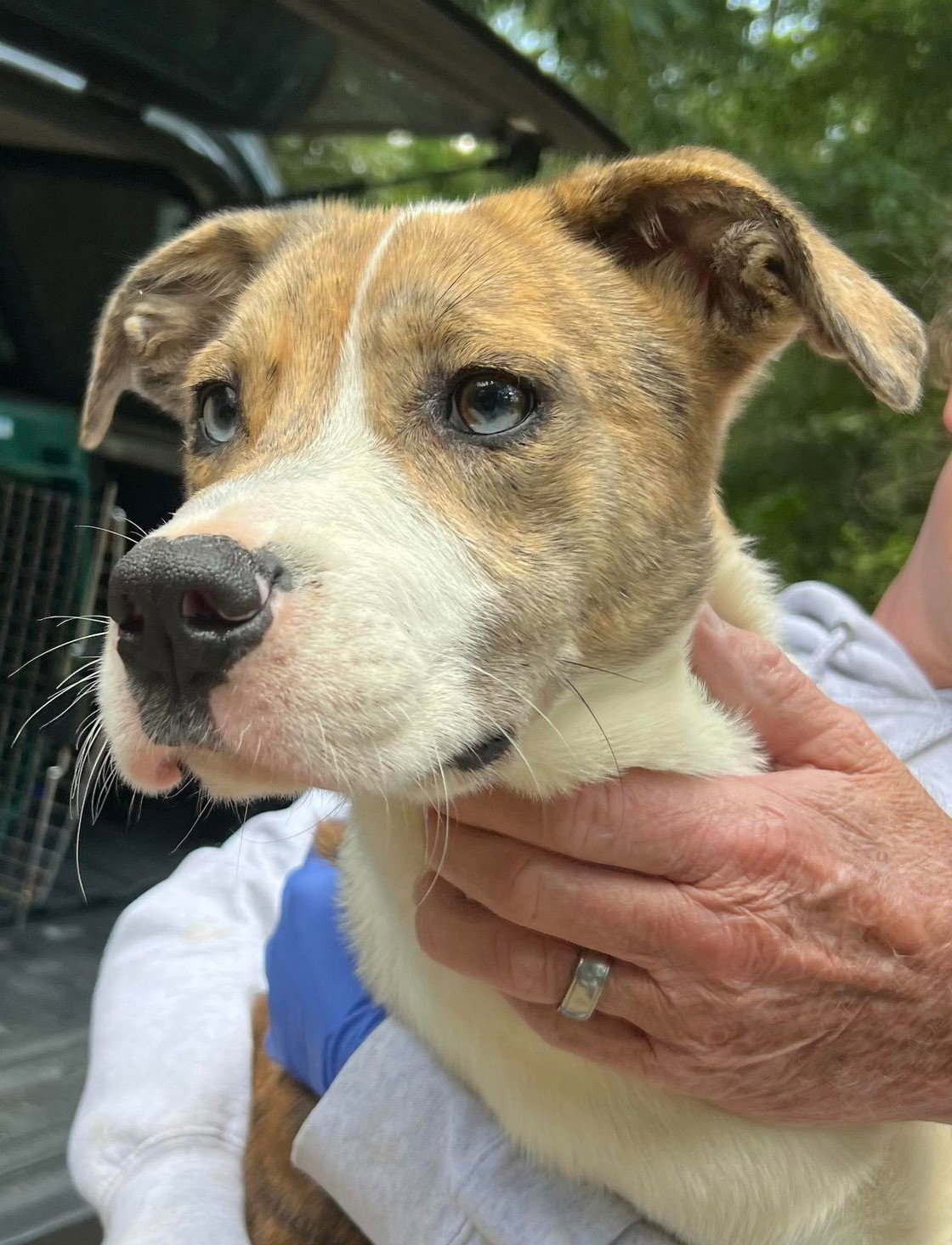 Dog for Adoption Kale, a Pit Bull Terrier in Franklin County, MA