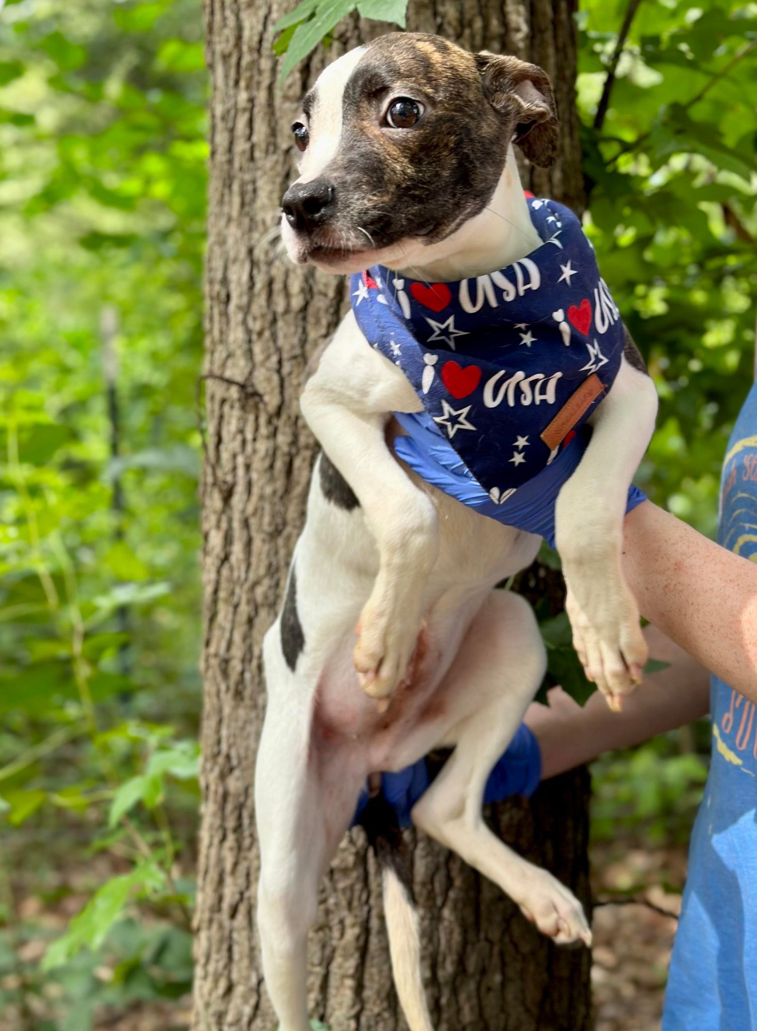 Dog for Adoption Bean, a Pit Bull Terrier in Nashua, NH Alpha Paw