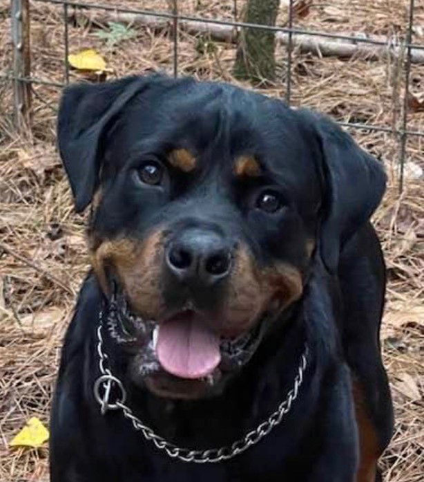 Dog for Adoption - Chop, a Rottweiler in Tilton, NH | Alpha Paw