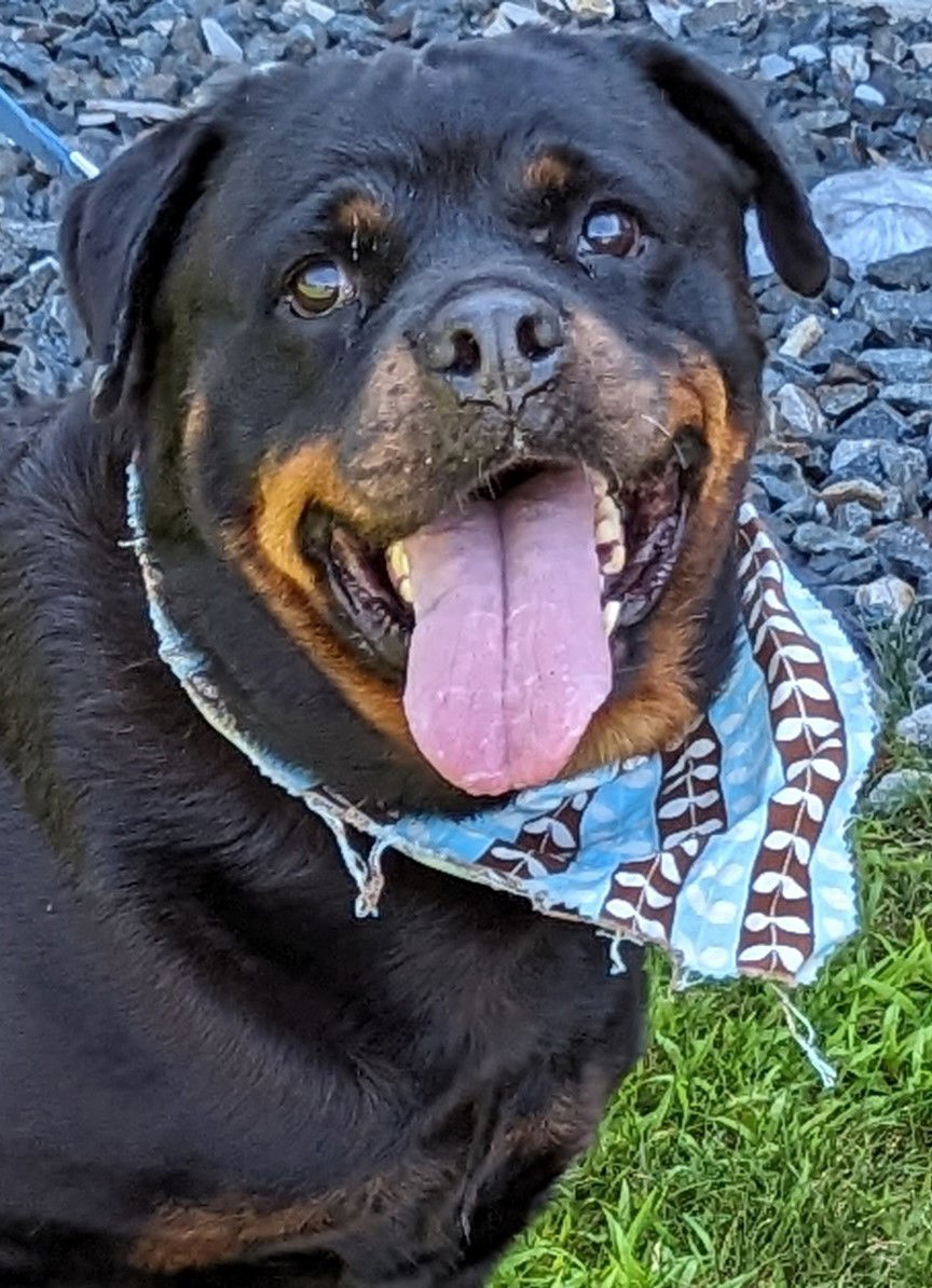 dog-for-adoption-farah-a-rottweiler-in-wolfeboro-nh-alpha-paw