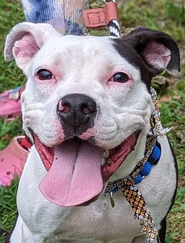 Dog for Adoption - Cayenne, a Pit Bull Terrier in Chester, VT | Alpha Paw