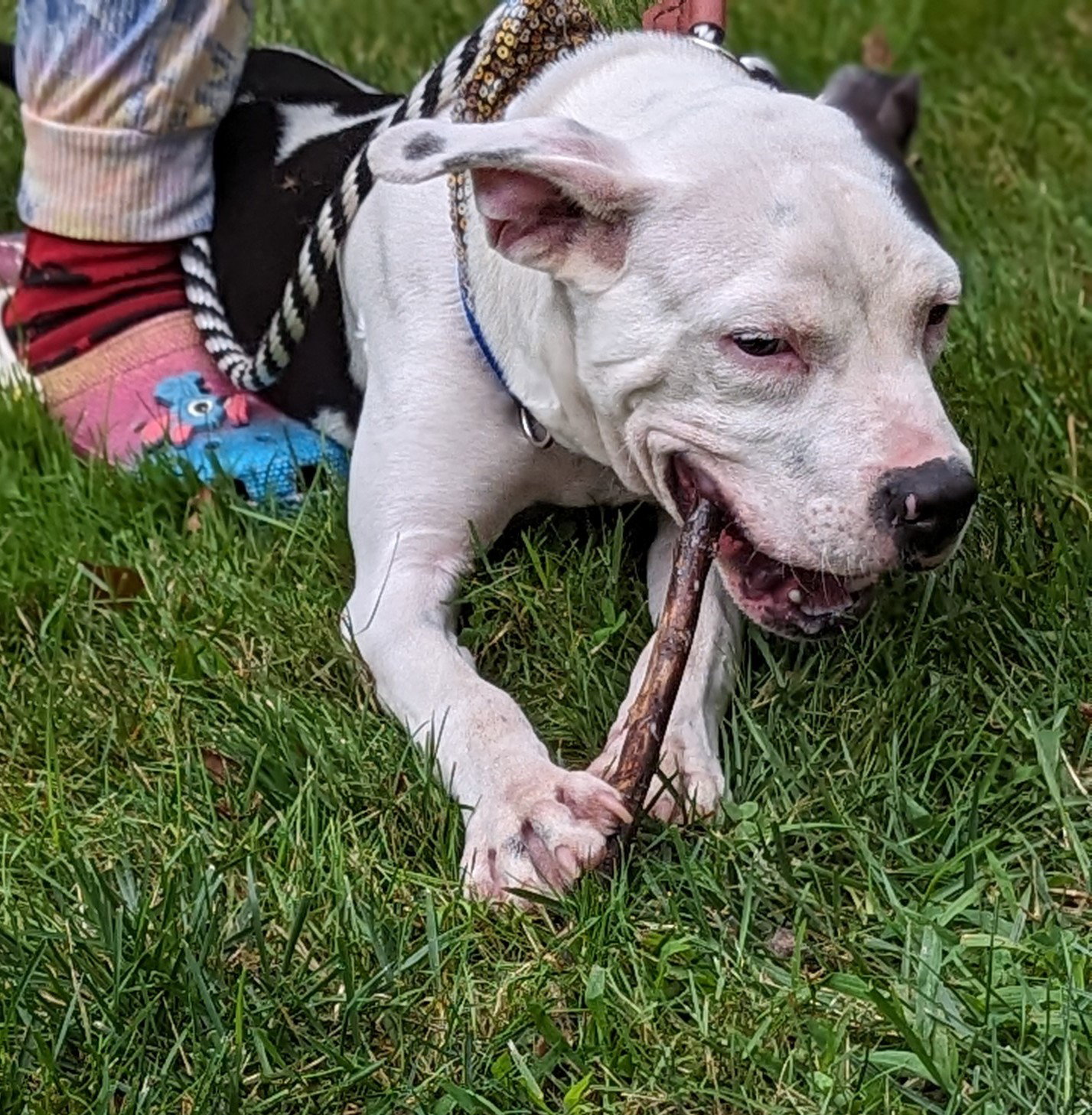 Dog for Adoption Cayenne, a Pit Bull Terrier in Chester, VT Alpha Paw