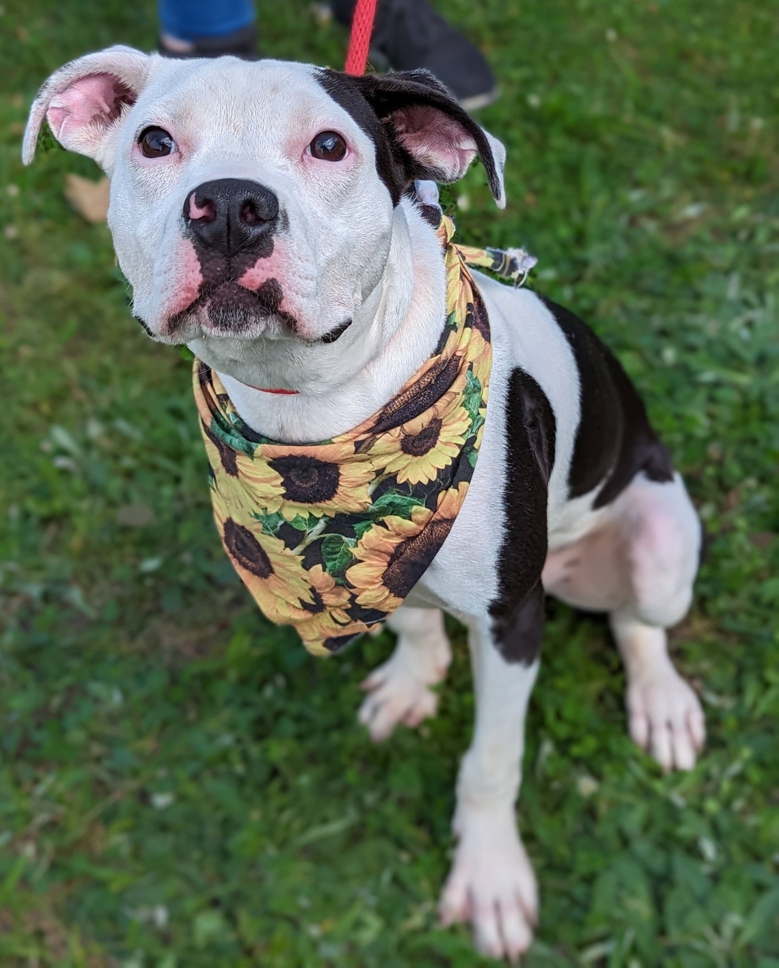 Dog for Adoption - Cayenne, a Pit Bull Terrier in Chester, VT | Alpha Paw