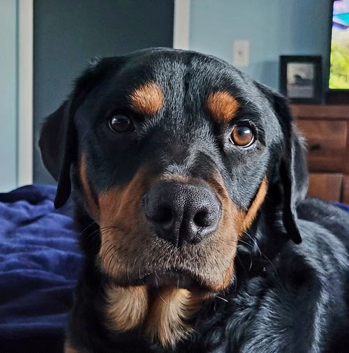 Benito Mateo