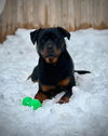 Bonnie - Courtesy Post