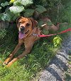 adoptable Dog in  named Lennox - Courtesy Post