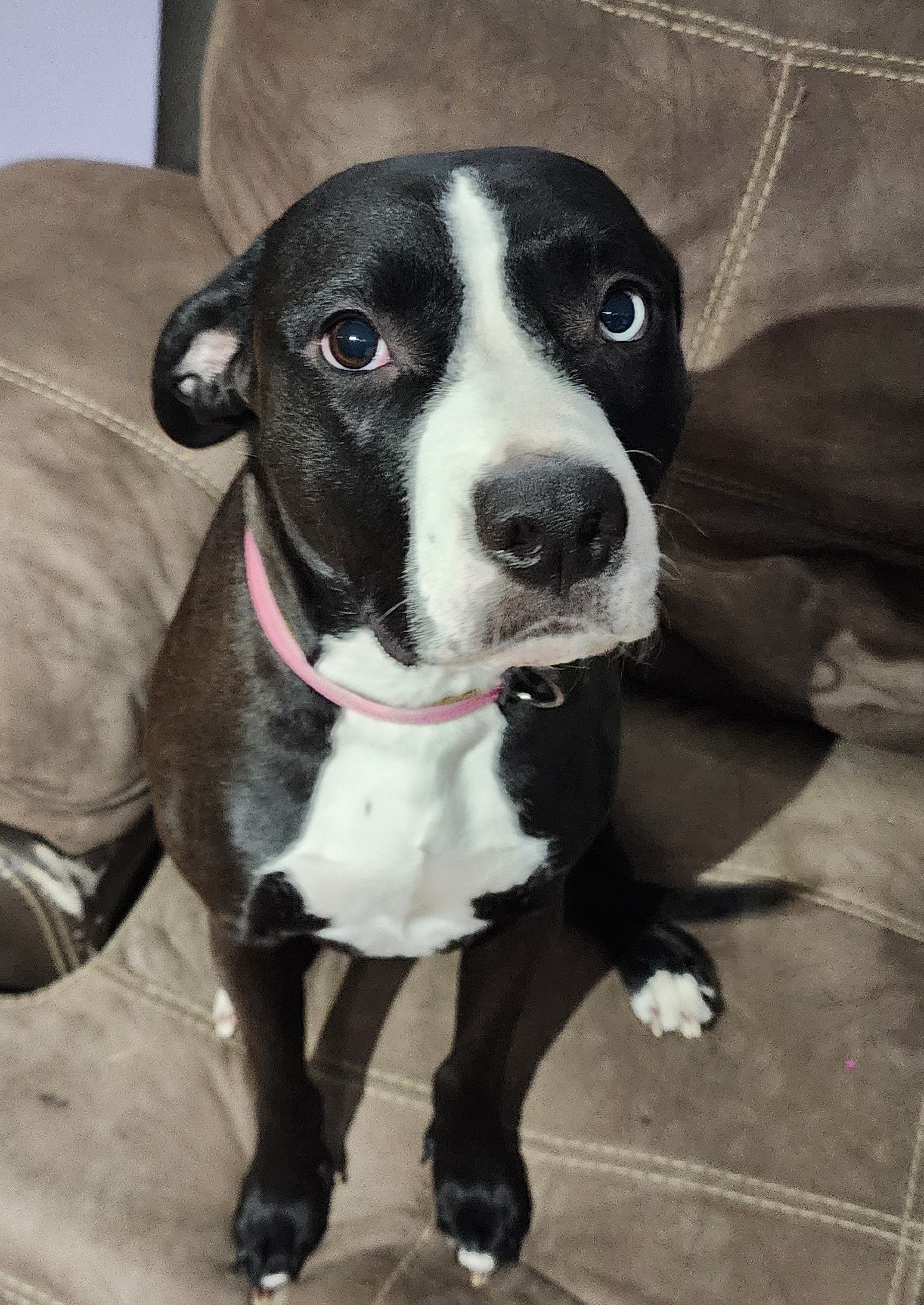 adoptable Dog in Hillsborough, NH named Pandora - Courtesy Post