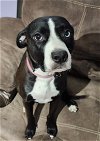 adoptable Dog in  named Pandora - Courtesy Post