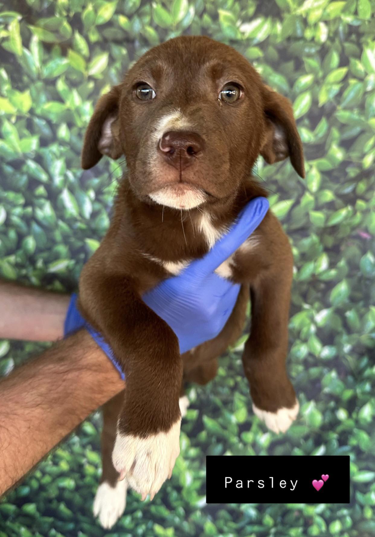 Dog for Adoption Parsley, a Pit Bull Terrier in Hooksett, NH Alpha Paw
