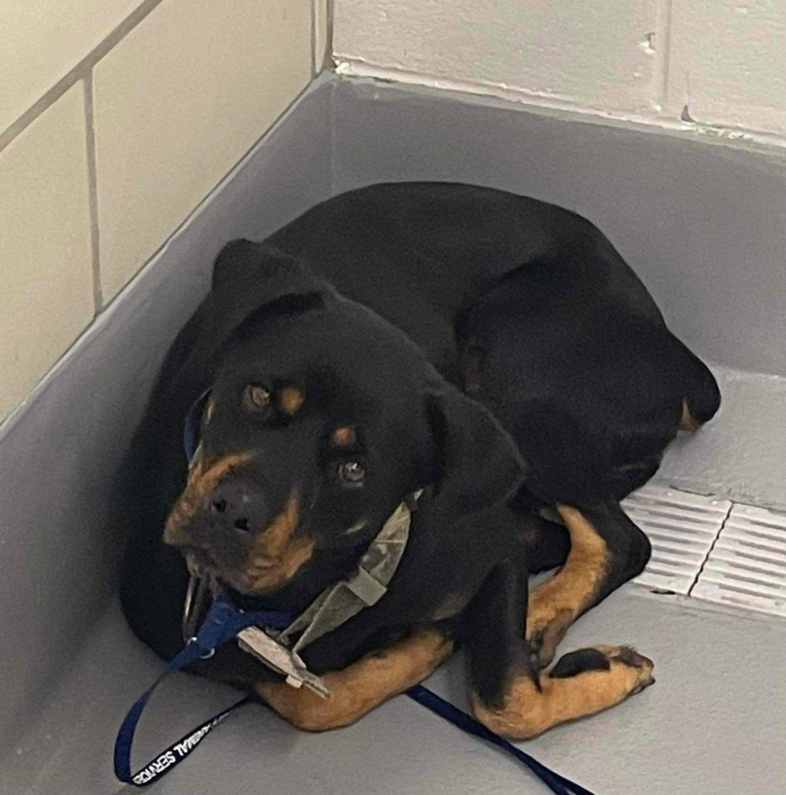 Dog for Adoption Athena Chickadee, a Rottweiler in Hooksett, NH