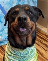 adoptable Dog in , NH named Missy